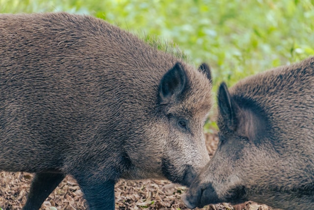 Co oznacza sen o dzikach?