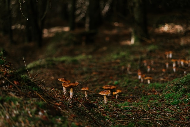 Sen o zbieraniu grzybów w lesie – co może oznaczać?