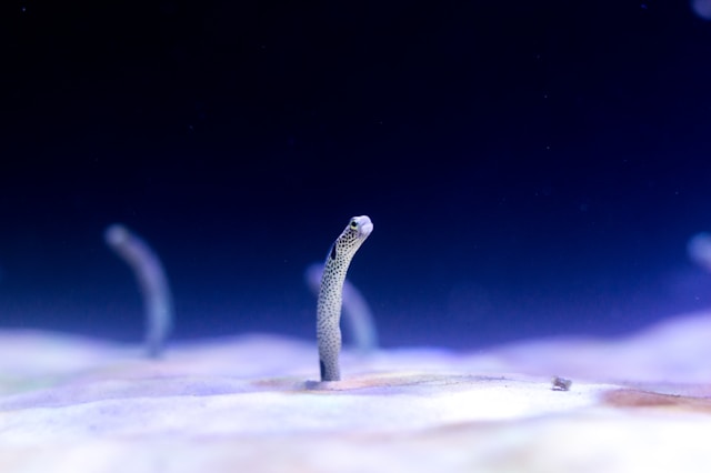 Sennik: robaki wychodzące ze skóry – znaczenie snu